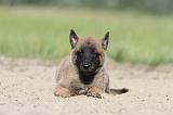 MALINOIS 382